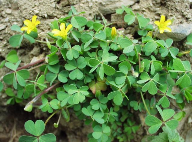 Oxalis corniculata